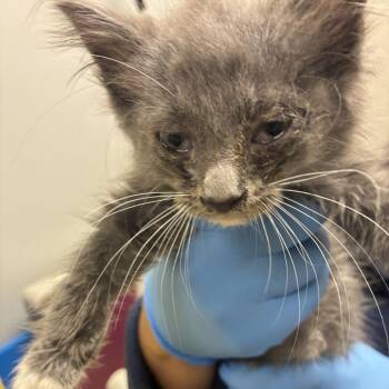 71566 -  Domestic Medium Hair Cat for Adoption in Harrisonburg, Virginia - 71566 | PetCurious