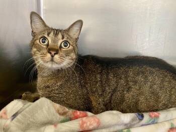 Rescue Domestic Short Hair Cats for Adoption in Joshua Tree, California - PAN | PetCurious