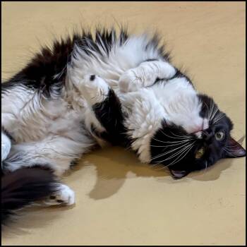 Rescue Domestic Medium Hair and Tuxedo Cats for Adoption in Roswell, Georgia - Daisy | PetCurious