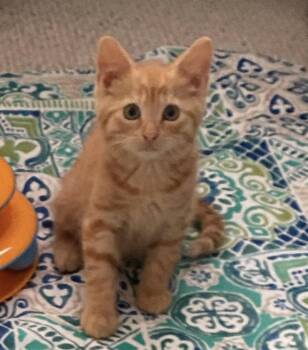 Goldie -  Domestic Short Hair Cat for Adoption - Goldie | PetCurious