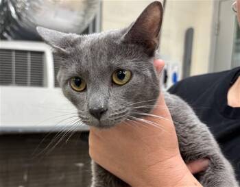 DORIAN II -  Domestic Short Hair Cat for Adoption in Pueblo, Colorado - DORIAN II | PetCurious