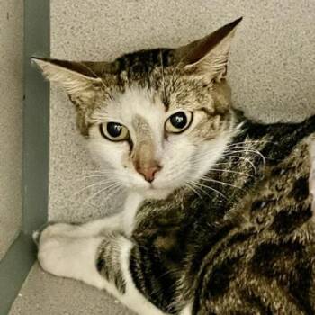 Glady -  Domestic Short Hair Cat for Adoption in Port Charlotte, Florida - Glady | PetCurious
