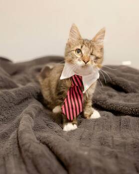 Rescue Domestic Medium Hair Cats for Adoption in Durham, North Carolina - Bastian | PetCurious