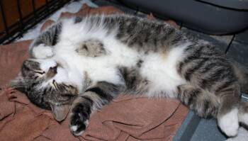 American Shorthair Cats Available for Adoption - Brylee  | PetCurious