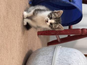Reba -  Domestic Short Hair Cat for Adoption in Bethel Park, Pennsylvania - Reba | PetCurious