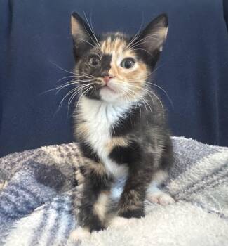 Rolo (A142070) -  Calico Cat for Adoption in Burbank, California - Rolo (A142070) | PetCurious