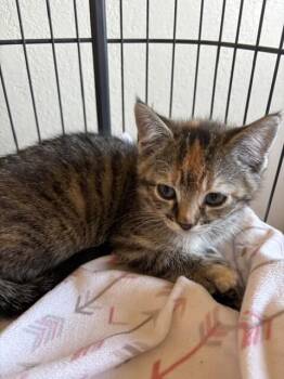 Allison -  Domestic Short Hair Cat for Adoption in Fort Collins, Colorado - Allison | PetCurious