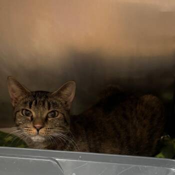 Vesper - Calm & Sweet -  Domestic Short Hair Cat for Adoption in Flagstaff, Arizona - Vesper - Calm & Sweet | PetCurious