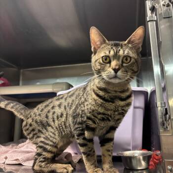 Odysseus CS-235/26 -  Bengal Cat for Adoption in Burlington, Ontario - Odysseus CS-235/26 | PetCurious