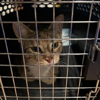 MckInley -  Domestic Short Hair Cat for Adoption in Columbia, Missouri - MckInley | PetCurious