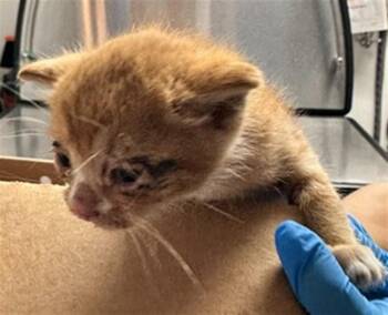 Domestic Short Hair Cats Available for Adoption in Fort Lauderdale, Florida - A2474571 | PetCurious