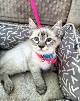 Juliska WA14487-T LOCAL Adoption Event in Bellevue 8/21 -  Siamese and Domestic Medium Hair Cat for Adoption in Missouri City, Texas - Juliska WA14487-T LOCAL Adoption Event In Bellevue 8/21 | PetCurious