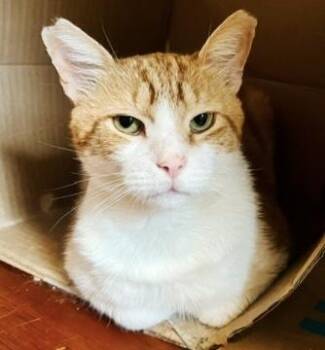 Mango -  Tabby Cat for Adoption in Philadelphia, Pennsylvania - Mango | PetCurious