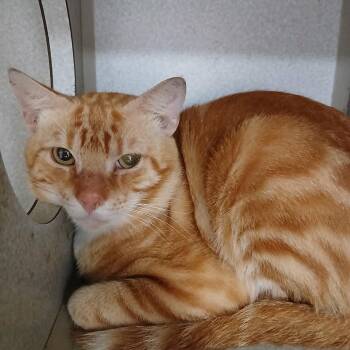 Blue 2 -  Domestic Short Hair Cat for Adoption in Cumming, Georgia - Blue 2 | PetCurious