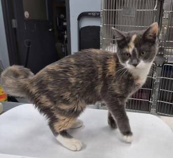 Kd 18 -  Domestic Short Hair Cat for Adoption in Lawrenceville, Georgia - Kd 18 | PetCurious