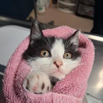 Saturn -  Domestic Short Hair Cat for Adoption in Newark, New Jersey - Saturn | PetCurious