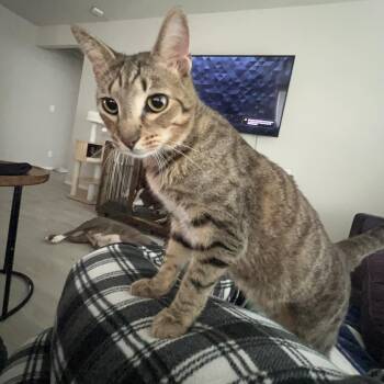 Kai -  Domestic Short Hair and Tabby Cat for Adoption in Liverpool, Texas - Kai | PetCurious