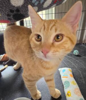 Mars -  Domestic Short Hair Cat for Adoption in Shelton, Washington - Mars | PetCurious