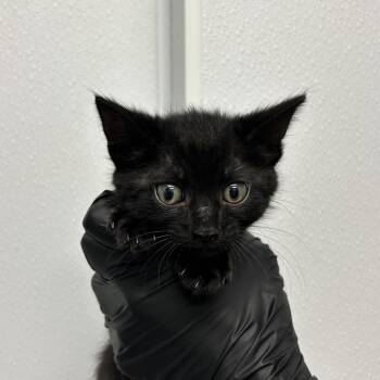 Domestic Short Hair Cats Available for Adoption in Abilene, Texas - Ramirez | PetCurious
