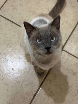 Siamese and Domestic Short Hair Cats Available for Adoption in Anna, Texas - Oscar | PetCurious