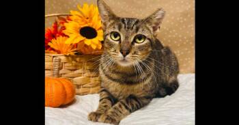 Broccoli -  Domestic Short Hair Cat for Adoption in Groveland, Massachusetts - Broccoli | PetCurious