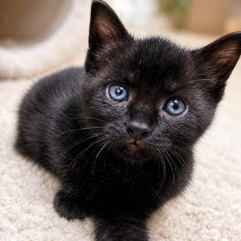 WILBUR -  Domestic Medium Hair Cat for Adoption in Cranston, Rhode Island - WILBUR | PetCurious