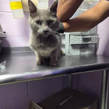 61150012 -  Domestic Short Hair Cat for Adoption in El Paso, Texas - 61150012 | PetCurious
