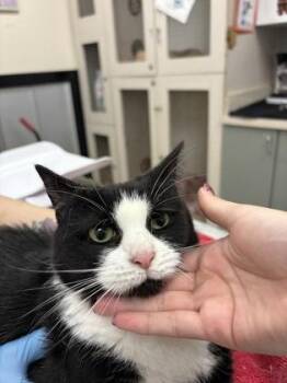 Eloise -  Domestic Short Hair Cat for Adoption in Palm Coast, Florida - Eloise | PetCurious