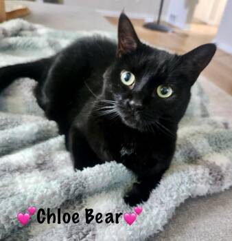 Rescue Domestic Short Hair Cats for Adoption in Copley, Ohio - Chloe Bear Aka "Little Bat" | PetCurious