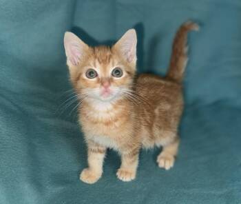 Tiny -  Domestic Short Hair Cat for Adoption in North Babylon, New York - Tiny | PetCurious