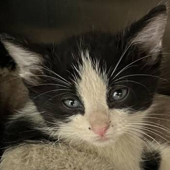 Domestic Short Hair Cats Available for Adoption in Oak Park, Illinois - Piper | PetCurious