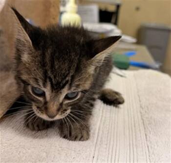 Domestic Short Hair Cats Available for Adoption in Riverside, California - A1916588 | PetCurious