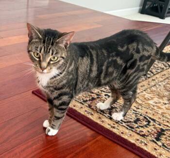 Domestic Short Hair Cats Available for Adoption in Reston, Virginia - Cupcake | PetCurious