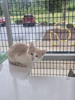 Yukon -  Domestic Medium Hair Cat for Adoption in Columbus, Indiana - Yukon | PetCurious