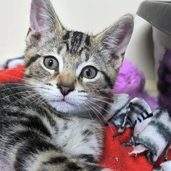 7Up - Best Friends with Sprite -  Domestic Short Hair Cat for Adoption in West Jefferson, Ohio - 7Up - Best Friends With Sprite | PetCurious