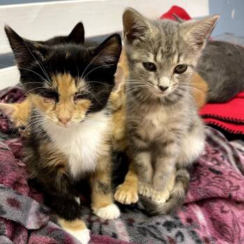 Dove -  Domestic Short Hair Cat for Adoption in Huntsville, Alabama - Dove | PetCurious