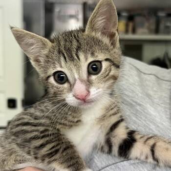 Belle -  Domestic Short Hair Cat for Adoption in Jupiter, Florida - Belle | PetCurious