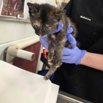 Butter -  Domestic Short Hair Cat for Adoption in Chattanooga, Tennessee - Butter | PetCurious