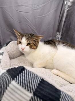 ALF -  Domestic Short Hair Cat for Adoption in Grovetown, Georgia - ALF | PetCurious