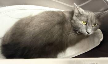 Domestic Medium Hair Cats Available for Adoption in Chandler, Arizona - Madame Blue | PetCurious