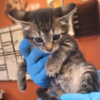 Domestic Short Hair Cats Available for Adoption in Flagstaff, Arizona - Luau - In Foster! | PetCurious