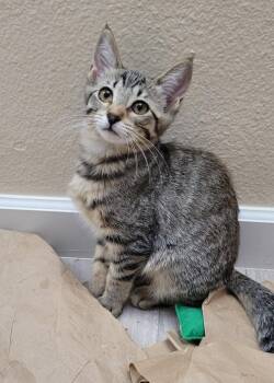 Pedigree -  Domestic Short Hair Cat for Adoption in Mission Viejo, California - Pedigree | PetCurious