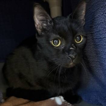 Rescue Domestic Medium Hair and Domestic Short Hair Cats for Adoption in Dallas, Texas - Little Dude | PetCurious