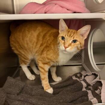 Domestic Short Hair Cats Available for Adoption in Council Bluffs, Iowa - Leo | PetCurious