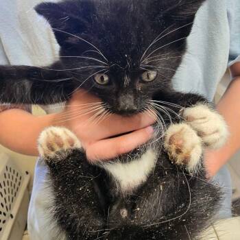 Domestic Short Hair Cats Available for Adoption in Klamath Falls, Oregon - Sadie | PetCurious