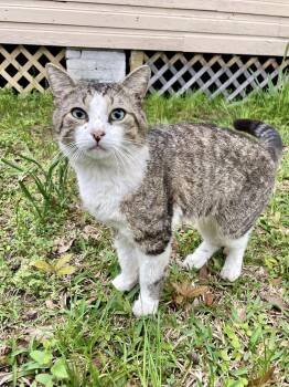 Rescue Domestic Short Hair Cats for Adoption in Gulfport, Mississippi - Darrell | PetCurious