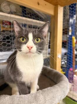 Rescue Domestic Short Hair Cats for Adoption in Burnaby, British Columbia - Val | PetCurious