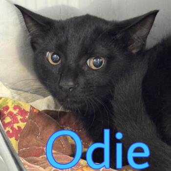 Odie -  Domestic Short Hair Cat for Adoption in Marble, North Carolina - Odie | PetCurious