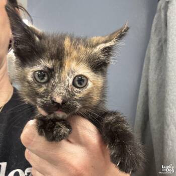 Domestic Short Hair Cats Available for Adoption in Washington, District Of Columbia - My Twilight Sparkle | PetCurious