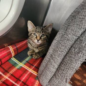 Puddle -  Domestic Short Hair Cat for Adoption in Brockton, Massachusetts - Puddle | PetCurious